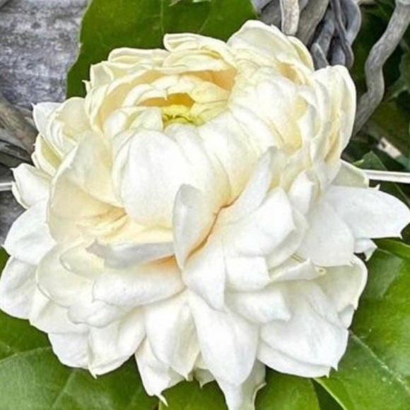 Handmade Mother of Pearl Pikake 16” Choker Necklace AAA Larimar Grey Pearls - Picture 10 of 10